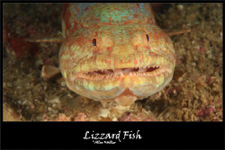 Lizzard Fish taken close up and he was not budging! by Allen Walker 
